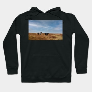 Wild Welsh Ponies Hoodie